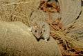 Antechinus bellus